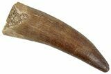 Fossil Plesiosaur (Zarafasaura) Tooth - Morocco #269339-1